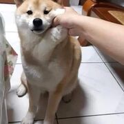 ha_ha016