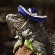 iguanacontrol2