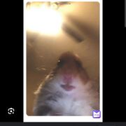 darius_781020