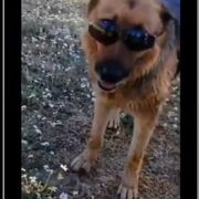 Perro ADMIN