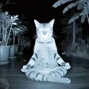 Indocat