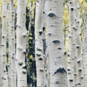 savethebirch