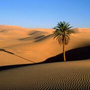 NaughtyDesert