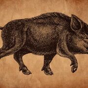 HornyBoar