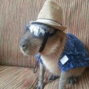 Horknee capybara