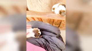 Kaho Shibuya Twitter (Video 34)