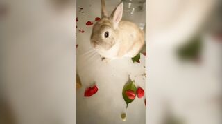 Stefanie Ferrario behind the scenes comp.