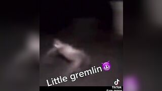 little gremlin’s