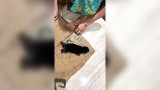 Rottweiler puppies