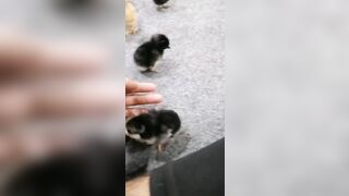 Bralessforever rocky