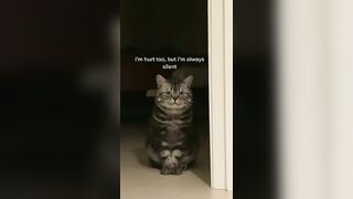 Peek of a cat
